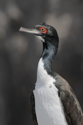 Guanay Cormorant