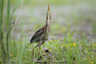 Green Heron