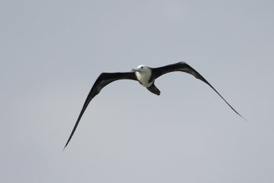 Magnificent Frigatebird