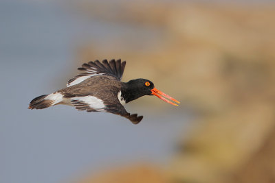 American Oystercatcher