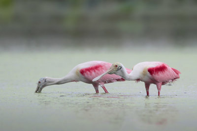 Roseate Spoonbill