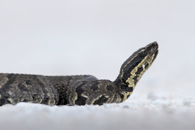 Western Cottonmouth