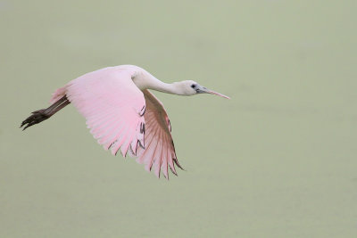 Roseate Spoonbill