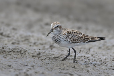 White-rumped Sandpiper