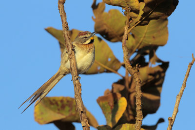 Chotoy Spinetail