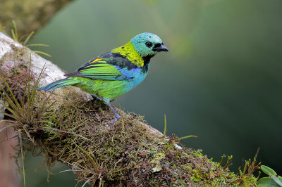 Green-headed Tanager