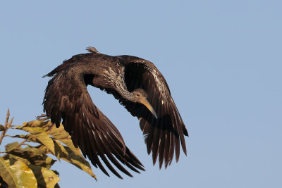 Limpkin