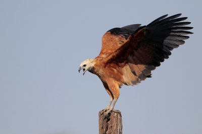 Black-collared Hawk