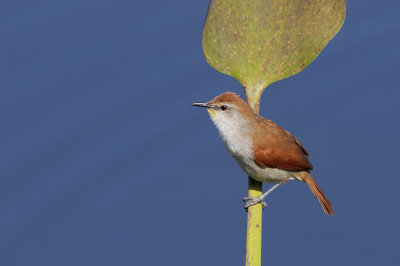 Yellow-chinned Spinetail