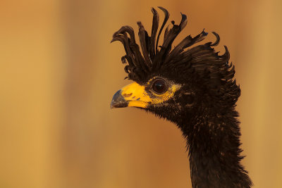 Bare-faced Curassow