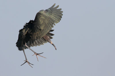 White-faced Ibis