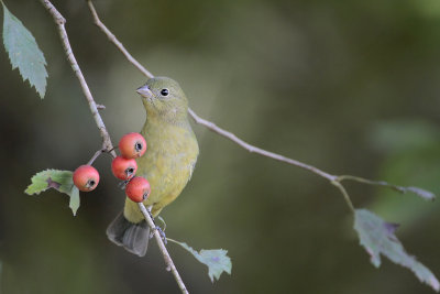 Painted Bunting