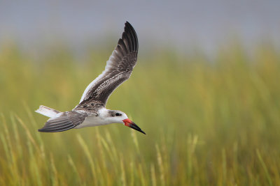 Black Skimmer