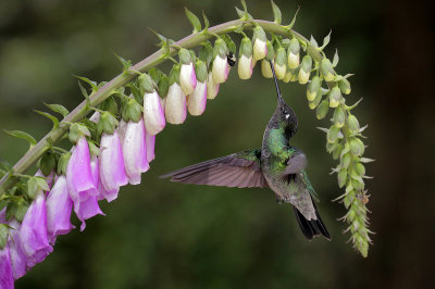 Talamonca Hummingbird