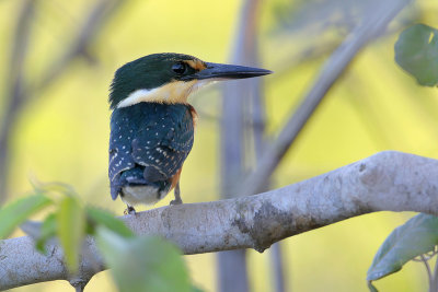 American Pygmy Kingfisher