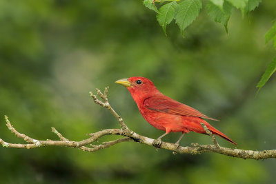 Summer Tanager