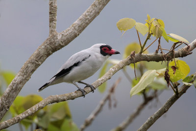 Masked Tityra