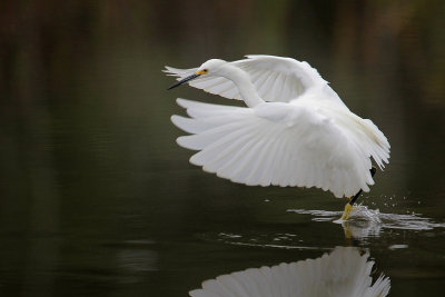 Snowy Egret