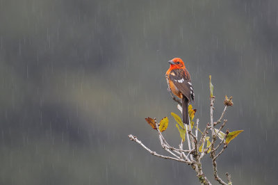 Flame-colored Tanager