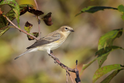 Yellow-rumped Warbler (myrtle)