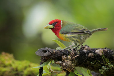 Red-headed Barbet