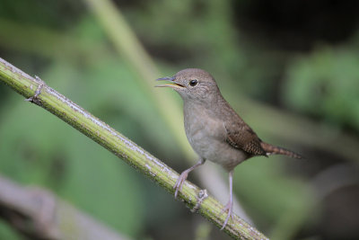 House Wren