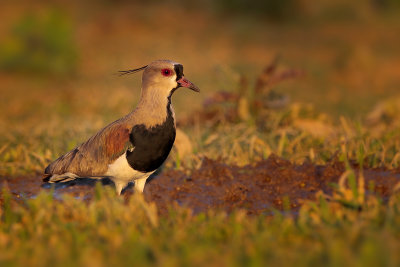 Southern Lapwing