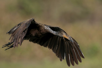 Limpkin