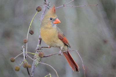 Northern Cardinal