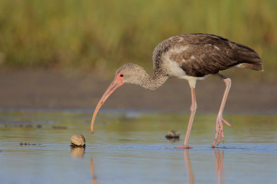 White Ibis