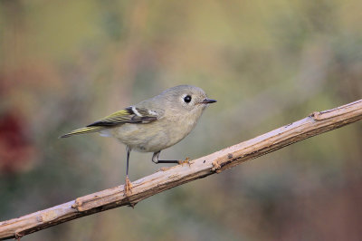 Ruby-crowned Kinglet