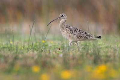 Long-billed Curlew