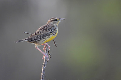 Eastern Meadowlark