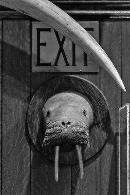 Walrus, The Explorers Club, New York City, New York, 2016