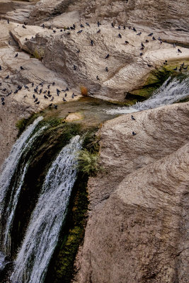 Gathering of the birds, Shoshone Falls, Twin Falls, Idaho, 2018