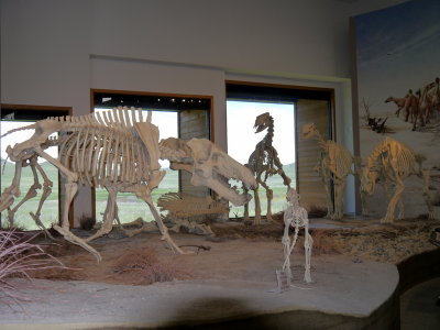 Examples of the Recovered Fossils