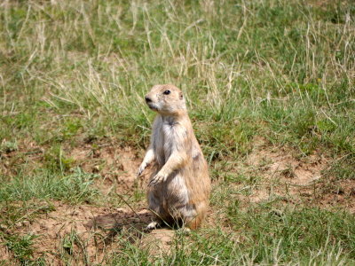 On The Drive to Devils Tower-Prairie Dog City