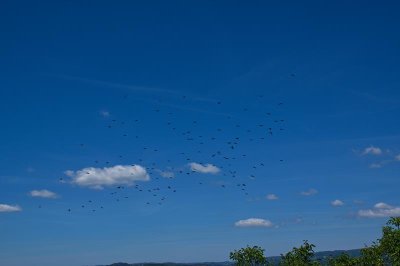 The birds, the birds....