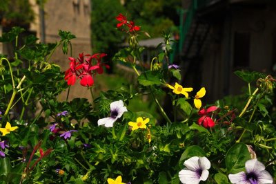 Spring colour in Moustier-Sainte-Marie