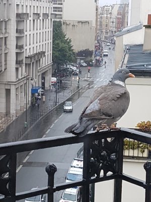 Friendly local
