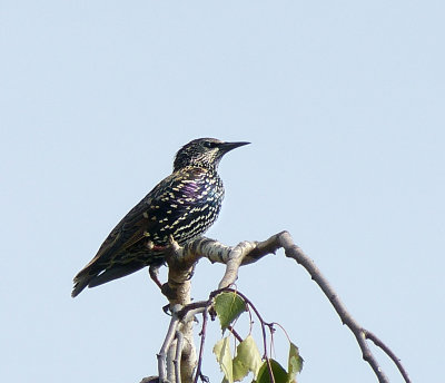 One starling in a thousand.