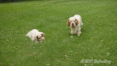 Sparkle and Remi  170629 039.jpg