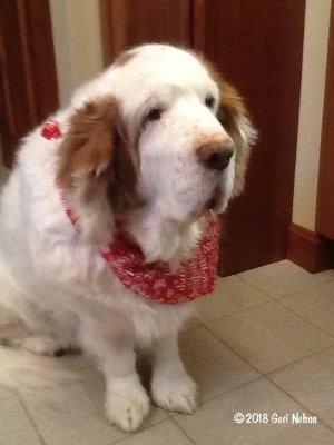 RIP Camilla 12/12/2005- 3/13/2019