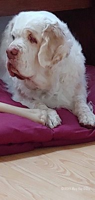 Chowder  180930 001.jpg