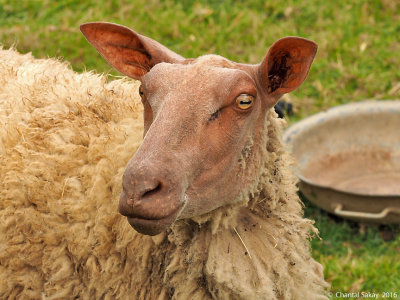 Sheep-P5020814.jpg
