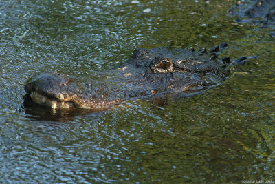 AlligatorHT6A8261.jpg