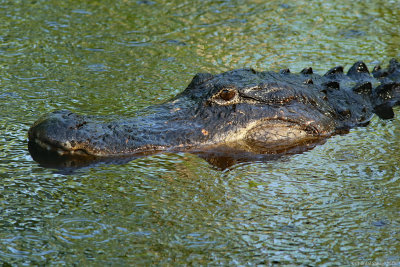 AlligatorHT6A8276.jpg