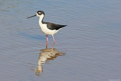 BlackneckedStiltHT6A2282.jpg