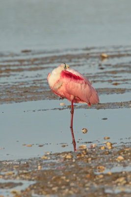 RoseateSpoonbill0E8A1638.jpg