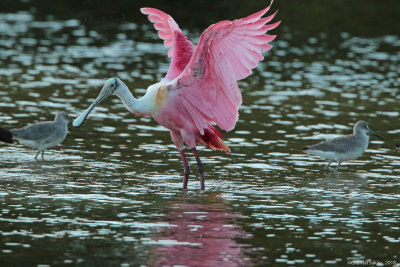 RoseateSpoonbill0E8A2189.jpg